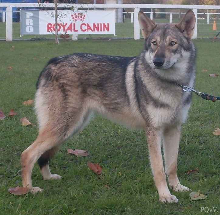  Gwalenn Prizious ar Borin Braz